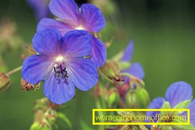 Modre rože: imena in fotografije