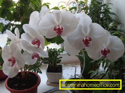 Orhideja: nega po cvetenju